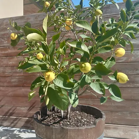 Ai Silio Oda ve Kahvaltı La Morra