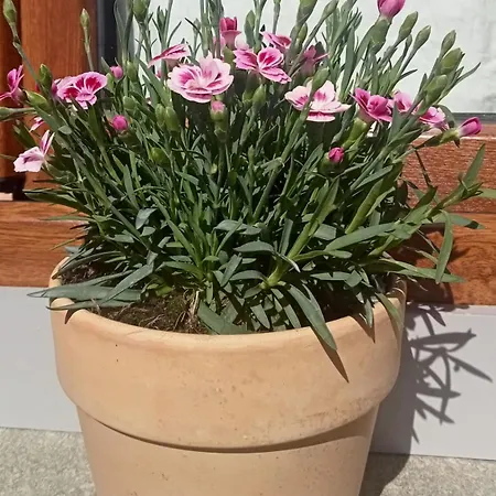 Bed and breakfast Ai Silio