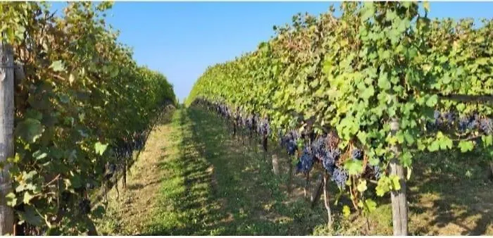 Bed & Breakfast Ai Silio 4*