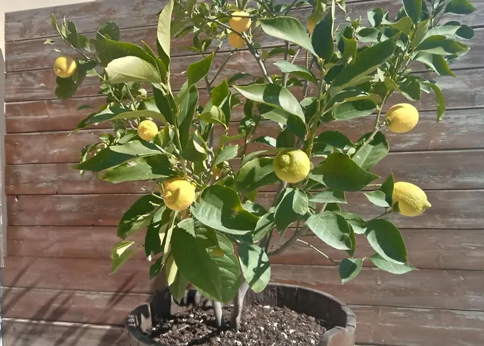 Ai Silio Bed and Breakfast La Morra