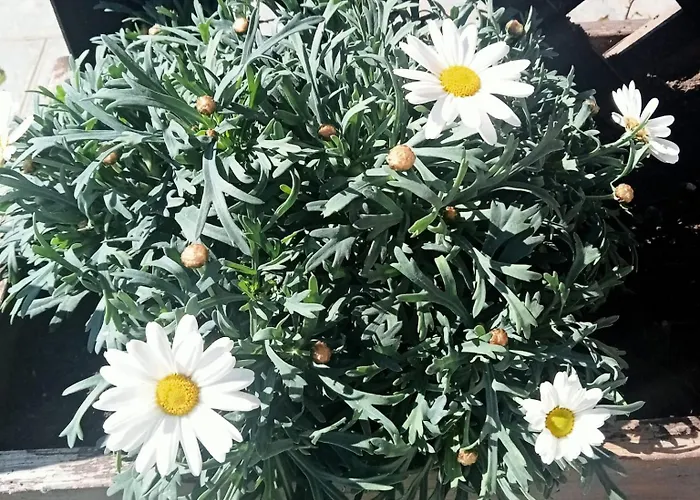 Ai Silio Bed and Breakfast