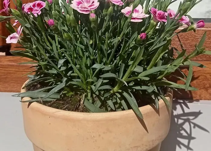 Bed & Breakfast Ai Silio